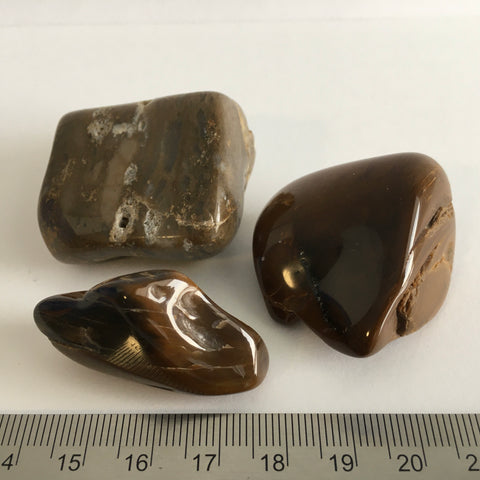 Petrified Wood Tumbled - 2.99