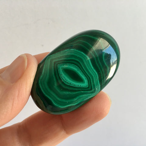 Malachite Palm - 42.99