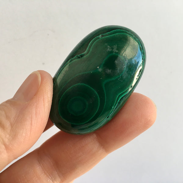 Malachite Palm - 42.99