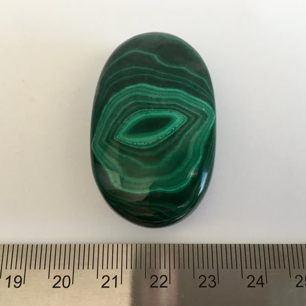 Malachite Palm - 42.99