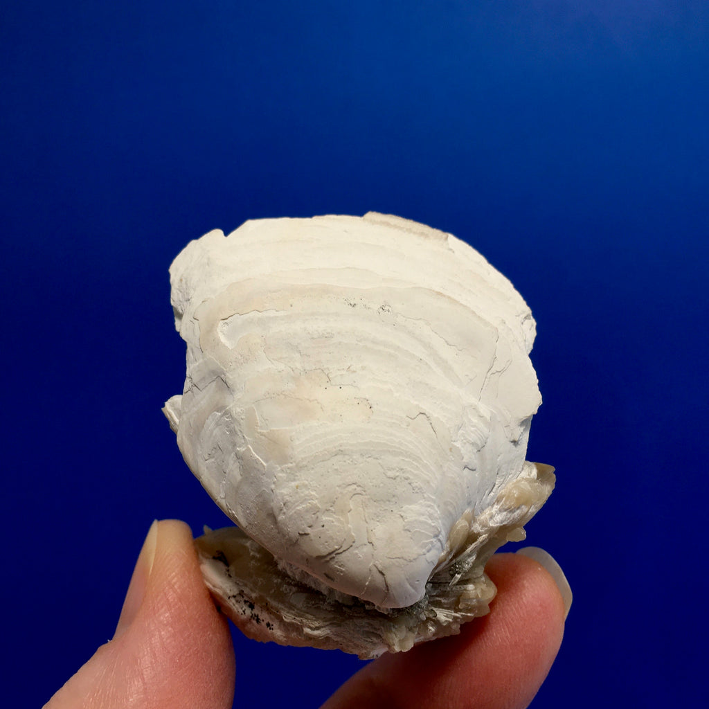 Clam Shell Fossil