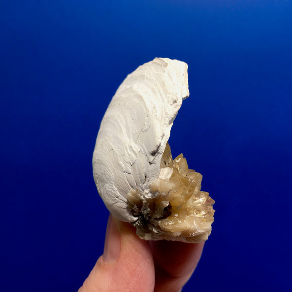 Golden Calcite Fossilized Shell - 117.00