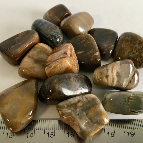 Petrified Wood Tumbled - 1.99